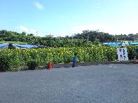 沖縄本島の最南端の糸満市に嫁いだがちまい（食いしんぼう）な私が日々の何気ない生活の出来事や育児ネタなどを気楽に綴るホームページです。MYPHT0000029.JPG