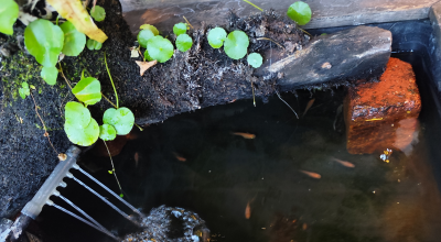 沖縄本島の最南端の糸満市に嫁いだがちまい（食いしんぼう）な私が日々の何気ない生活の出来事や育児ネタなどを気楽に綴るホームページです。沖縄市にあるおしゃれなパン屋さん